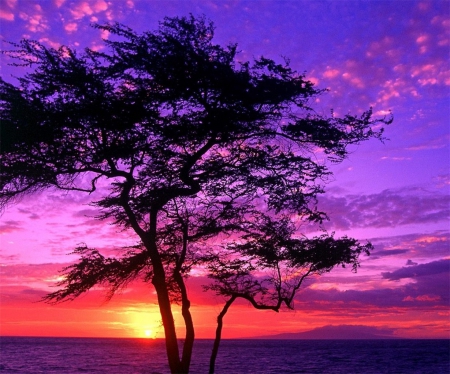 Sunset Kissed Ocean - purple, bright, pink, clouds, tree, sunset, ocean, colors