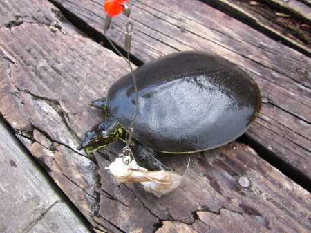 Soft Shell Turtle - nature, fishing, turtle, animals, swamp, reptile