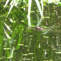 Baby alligator