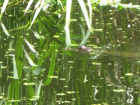 Baby alligator - animal, water, nature, swamp, alligator, louisiana, reptiles