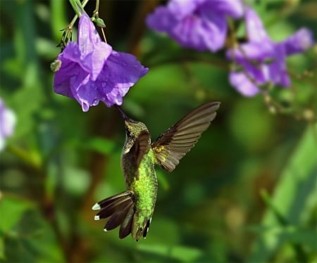 Hungry Hummer - bird, feeding, flying, flower, animal, nature, purple, green, nectar, wings, seasons, hummingbird