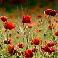 â™¥Poppy Fieldâ™¥