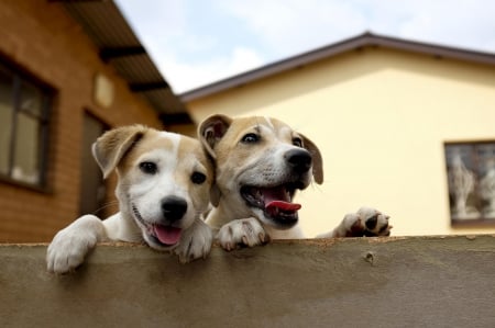 Dogs - pretty, puppys, beautiful, dog, lovely, sweet, animal, dogs, cute, puppy, animals