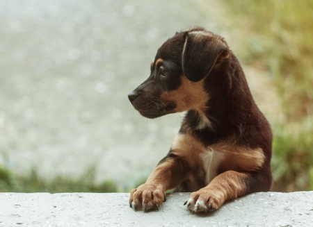 Dog - pretty, puppys, beautiful, dog, lovely, sweet, animal, dogs, cute, puppy, animals