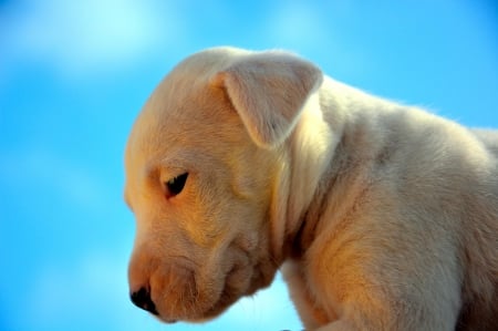 Dog - pretty, puppys, beautiful, dog, lovely, sweet, animal, dogs, cute, puppy, animals