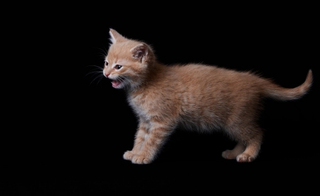 Cat - paws, face, pretty, cute, animals, beautiful, cat, sleeping, kitty, cats, kitten, hat, lovely, cat face