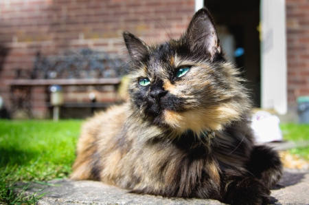 Cat - paws, face, pretty, cute, animals, beautiful, cat, sleeping, kitty, cats, kitten, hat, lovely, cat face