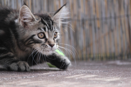 Cat - paws, face, pretty, cute, animals, beautiful, cat, sleeping, kitty, cats, kitten, hat, lovely, cat face