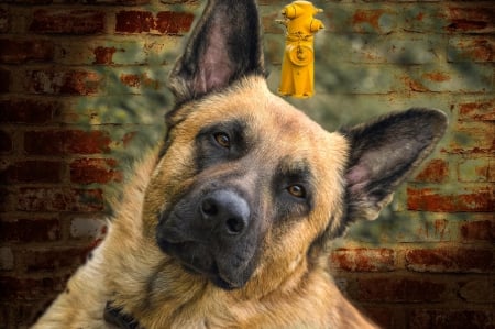 German shepherd - animal, pretty, cute, animals, beautiful, sweet, puppy, puppys, dogs, lovely, dog