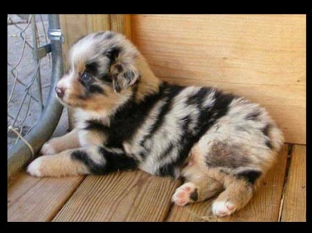 BEAUTIFUL MARKINGS - ANIMAL, MARKINGS, DOG, BEAUTIFUL