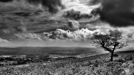 black and white scape - valley, clouds, black and white, tree, meadow