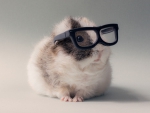 Funny Guinea Pig