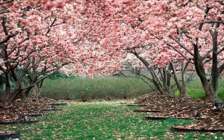 full bloom - bloom, forests, trees, nature, spring