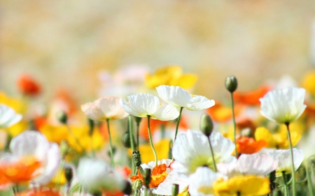 Yellow and white poppies