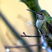 Humming-bird