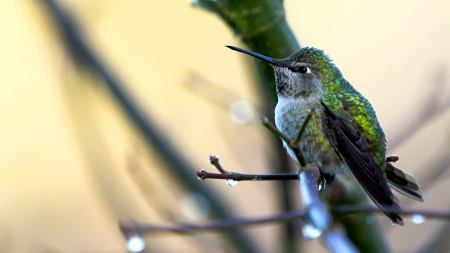 Humming-bird - bird, humming-bird, branch, colibri, green