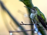 Humming-bird