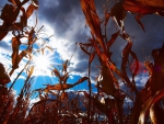 looking to the heavens from a corn field