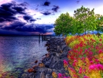 colorful flowers on a rocky seashore hdr