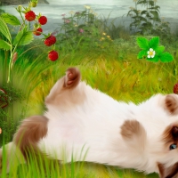 Berry Berry Kitty