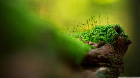 Moss macro - photography, summer, moss, wallpaper, spring, hd, softness, abstract, forest, macro, close-up, green, grass