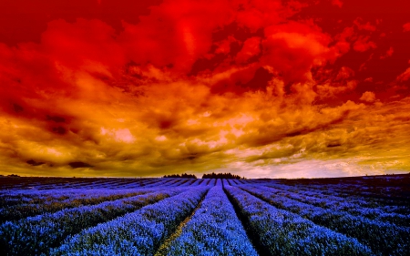 SUMMER FIELD - sky, clouds, summer, field, lavender