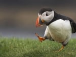 funny puffin