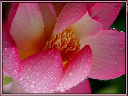 Emotions - lotus, raindrops, nature, dewdrops, droplets, flower