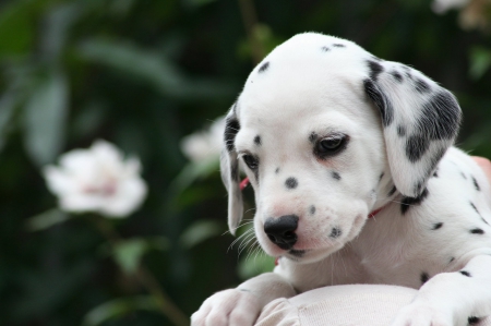 cute pup - cute, dalmation, adorable, pup