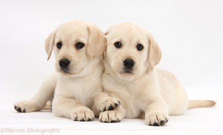 cute pups - loveable, cute, adorable, puppies