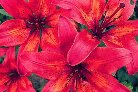 Flowers (My photography) - flowers, flower, nature, red