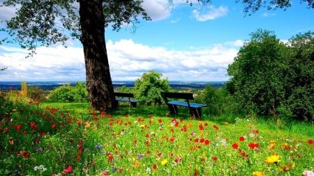 wildflowers on a hilltop park overlook - benches, view, hilltop, tree, wildflowers