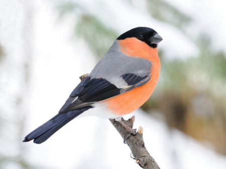 BullFinch - bullfinch, birds, limb, wood, salmon, peach, black, gray, animals