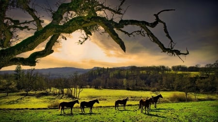 horses in a meadow at sunrise - horses, clouds, tree, meadow, sunrise