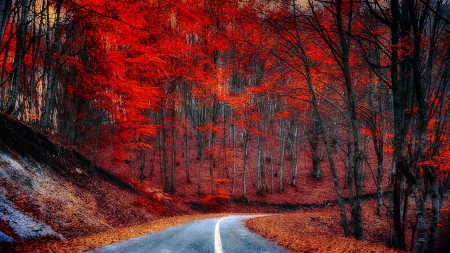 Red Forest - trees, curve to the right, beautiful, autumn, road, forest, mountain, leaves