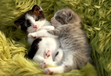 Good morning! - babies, kittens, sleeping, awake