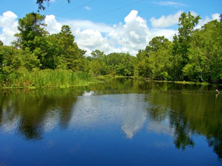 Donner Swamp - nature, donner, rivers, beautiful, swamp, louisiana, lakes