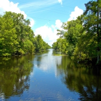 Swamp Louisiana