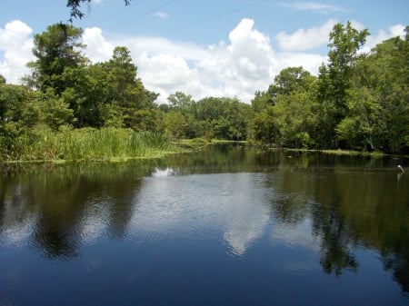 Donner Louisiana - nature, donner, beautiful, swamp, louisiana, lakes