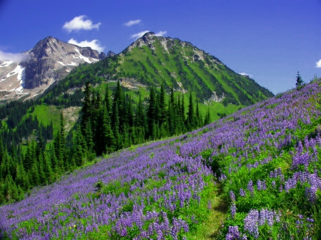 Mountain slope - slope, sky, mountain, hills, trees, summer, lovely, nature, view, beautiful, flowers, grass, wildflowers, cliffs