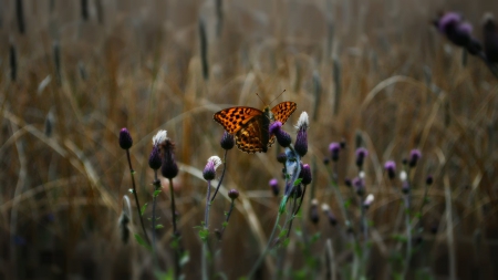 butterfly - nature, wp, butterfly, grass