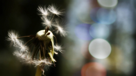 dandelion - nature, wp, flowers, dandelion