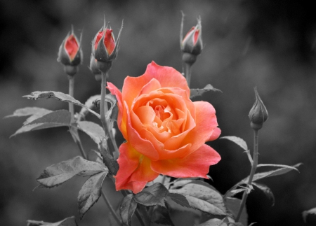 ~ ✿ ~ - rose, flower, nature, pink