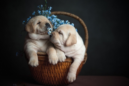 Dogs - animal, pretty, cute, animals, beautiful, sweet, puppy, puppys, dogs, lovely, dog