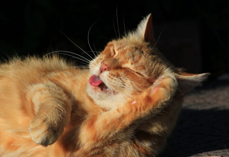 Cat - hat, pretty, cat face, beautiful, lovely, paws, cat, kitten, cute, cats, face, sleeping, animals, kitty