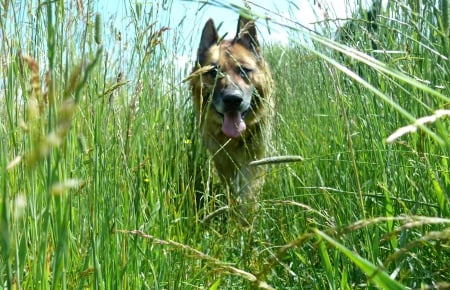 German shepherd - pretty, puppys, beautiful, dog, lovely, sweet, animal, dogs, cute, puppy, animals