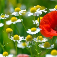 Summertime Flowers