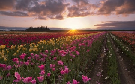 Tulip Field - beautiful, tulip, field, flowers, sunset