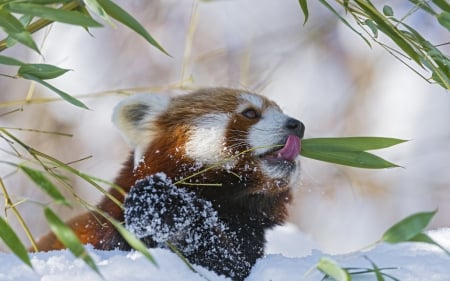 Red Panda - animal, panda, snow, red