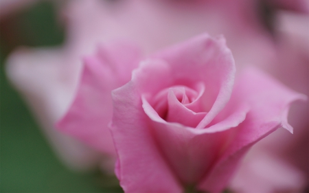 Pink rose - macro, petals, pink, rose, flower